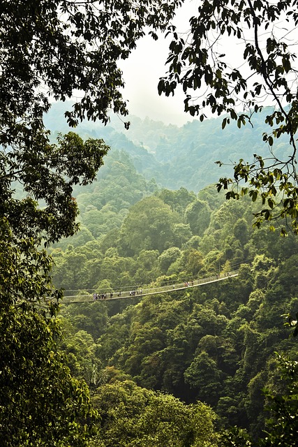 bridge-in-forest